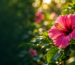 Responsive video header hero with a pink flower against a dark green background