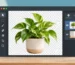 Potted plant isolated on a transparent checkerboard in a photo editing workspace